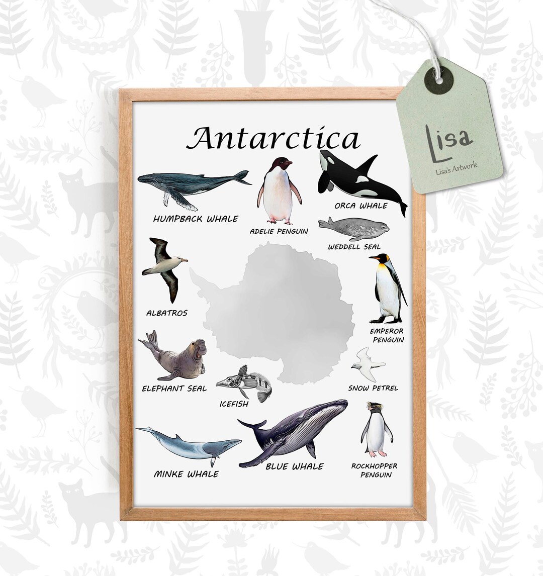 Antarctica, Continent Montessori, Classroom Posters, Classroom Decor ...