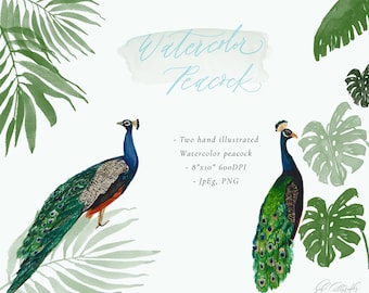 Watercolor Peacock Handpainted Illustration PNG/ Clipart | Digital Download Watercolor Peacocks PNG File
