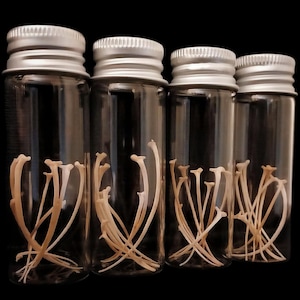 May include: Four clear glass vials with silver screw-on lids, each containing a collection of small, light-colored, curved bone fragments. The vials are arranged in a row against a black background, creating a stark contrast.