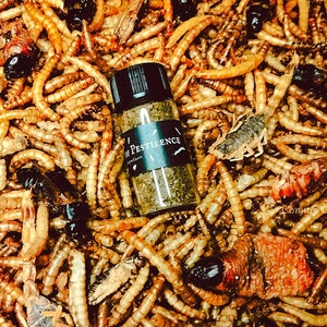 Peut inclure: Un petit flacon noir avec une étiquette blanche sur laquelle est inscrit "De Pestilence" et une illustration noir et blanc d'un oiseau. Le flacon est rempli d'une substance brun foncé et est entouré de vers de farine séchés.