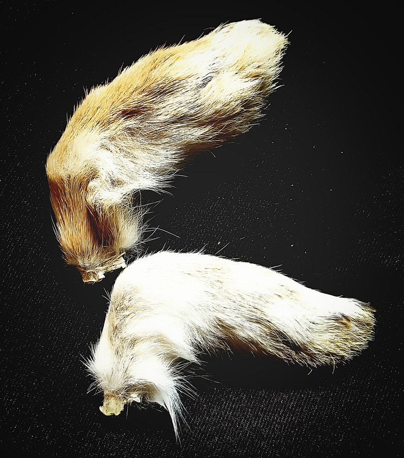 Lucky Rabbit's Foot Authentic Hoodoo Charm Etsy