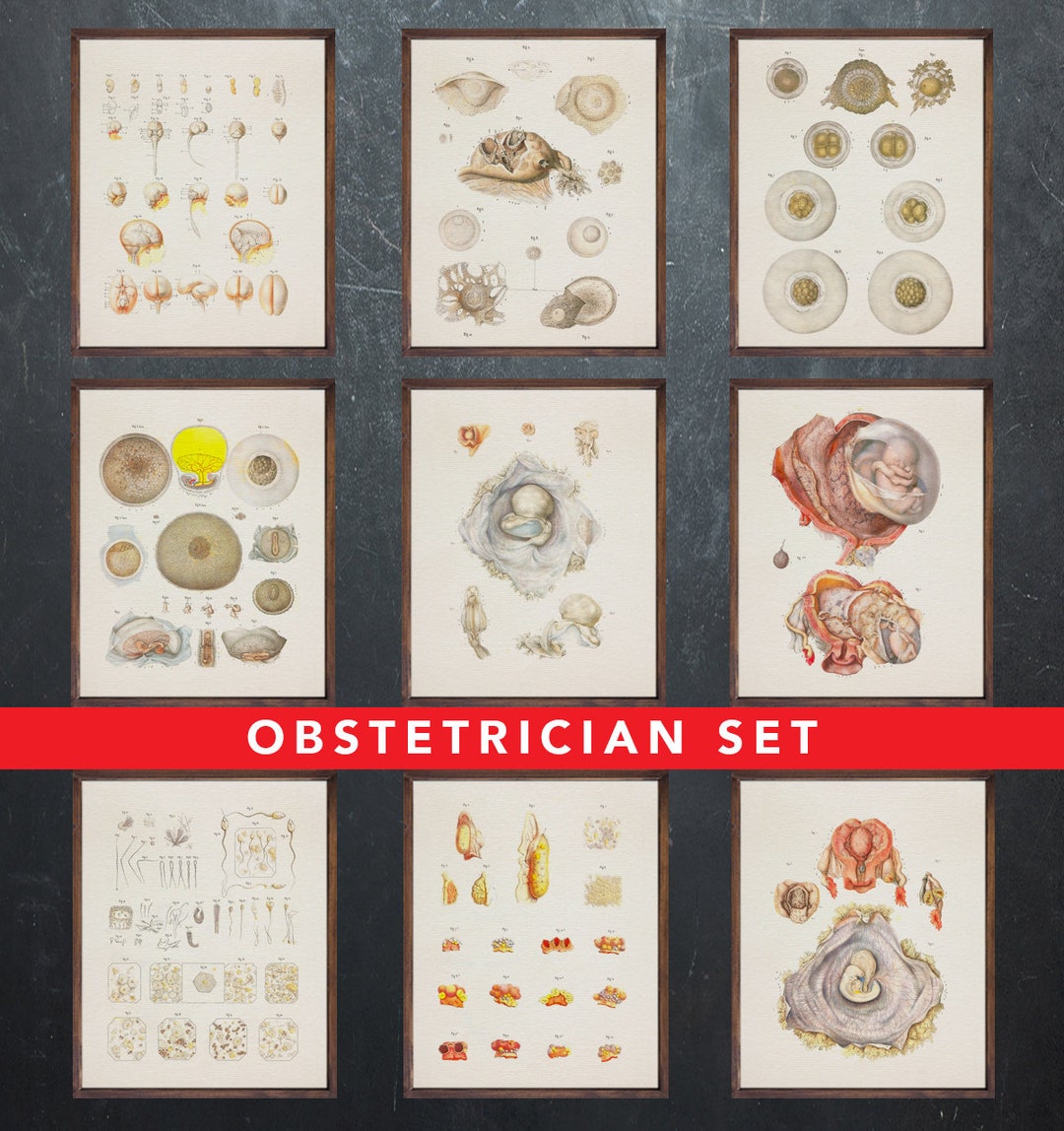 Anatomy Print, Set of 9 Posters, Gift for Obstetrician Doctor ...
