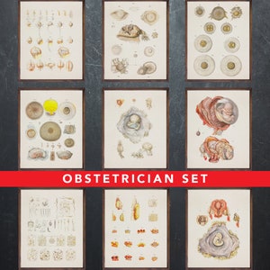 Anatomie afdrukken, set van 9 posters, als cadeau voor verloskundige arts, verloskunde medische kantoor wanddecoratie kunst