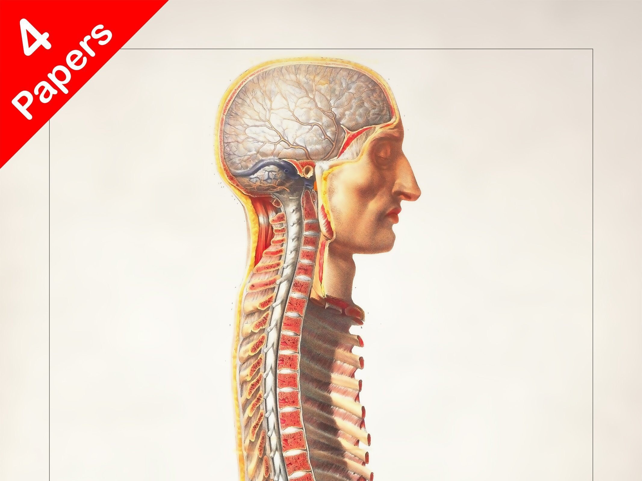Vintage Spinal Cord Anatomy Art Print: Medical Decor - Etsy