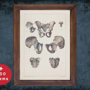 PELVIS HIP SACRUM anatomy art print for medical student graduate, Radiologist and Radiology doctor gift office decor