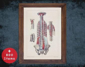 Impression d'art vintage anatomie de la colonne vertébrale : décoration médicale, cadeau de rhumatologie