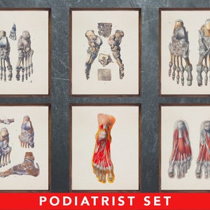 Anatomie afdrukken, set van 6 posters, als cadeau voor dokter podoloog, Podologie medische kantoor wanddecoratie kunst
