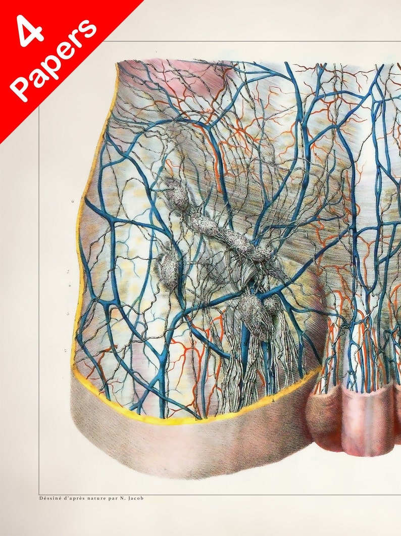 LYMPH NODE GROIN anatomy art print for medical student | Etsy