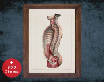 TORSO AORTA ARTERY anatomy art print for medical student graduate, osteopaths and osteopathy doctor gift office decor