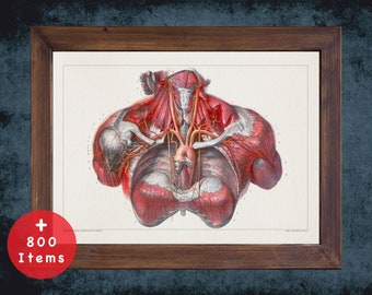 Aorta Valve Anatomy Art Print: Vintage Medical Decor