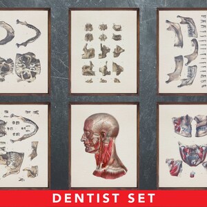 Anatomie afdrukken, set van 6 posters, als cadeau voor tandarts dokter, tandheelkunde medische kantoor wanddecoratie kunst