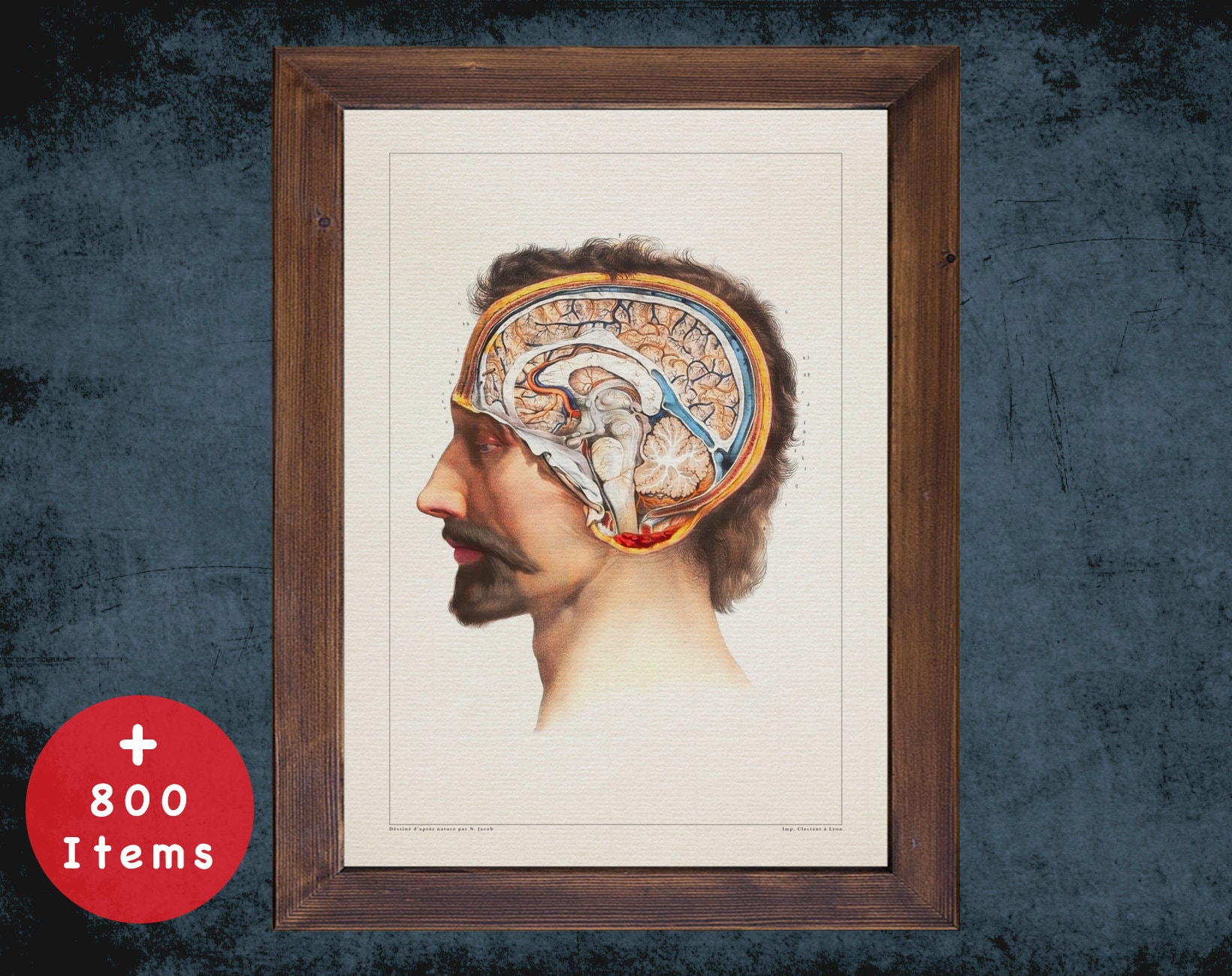 Vintage Brain Anatomy Art Print: Medical Gift, Neurosurgery Decor - Etsy