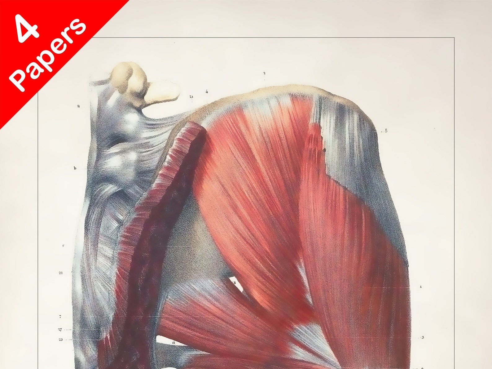 BUTTOCK MUSCLE BONES Anatomy Art Print for Medical Student Etsy