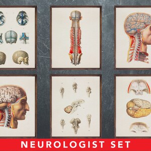 Anatomie afdrukken, set van 6 posters, als cadeau voor de neuroloog arts, neurologie medische kantoor wanddecoratie kunst