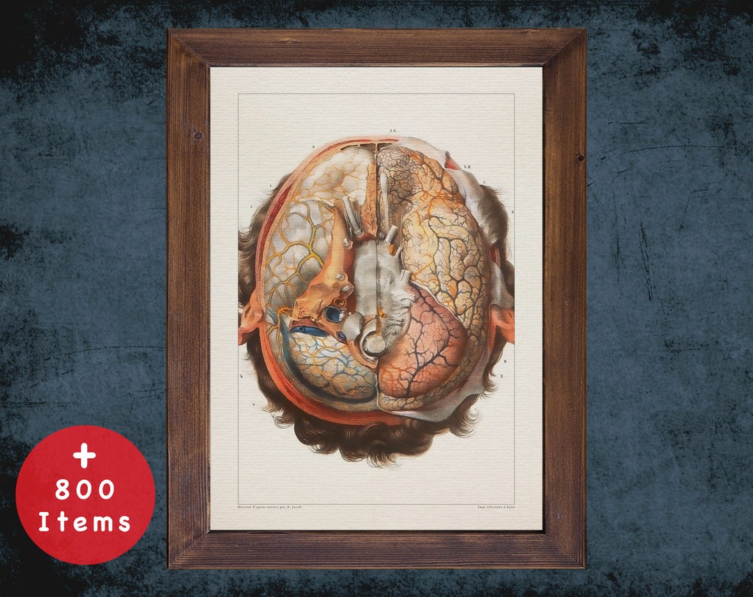 Vintage Brain Anatomy Art Print: Medical Decor Gift - Etsy