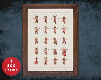 Vintage Heart Anatomy Art Print: French Medical Illustration