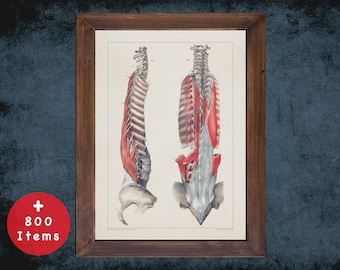 Impression d'art vintage Spine Anatomy : décoration de cabinet médical