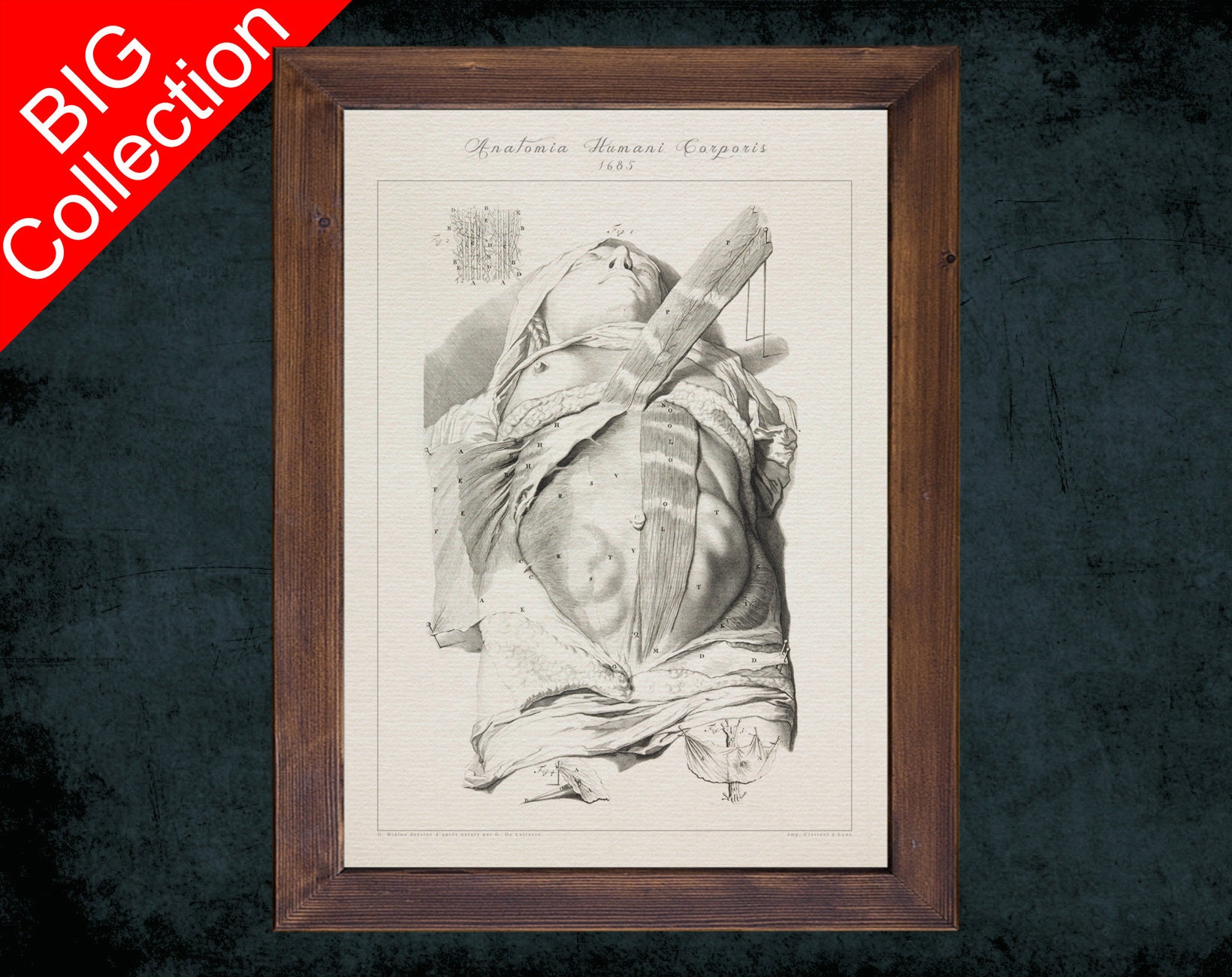 belly-button-anatomy