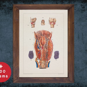 LARYNX TRACHEA ESOPHAGUS anatomy art print for medical student graduate, Otolaryngologist and ent doctor gift office decor