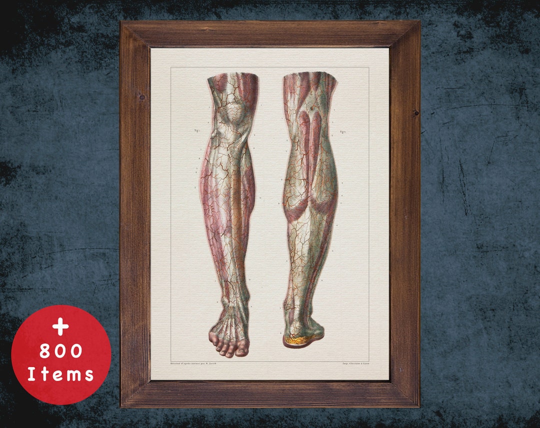 Calf Muscle Anatomy Art Print: Vintage Medical Decor - Etsy