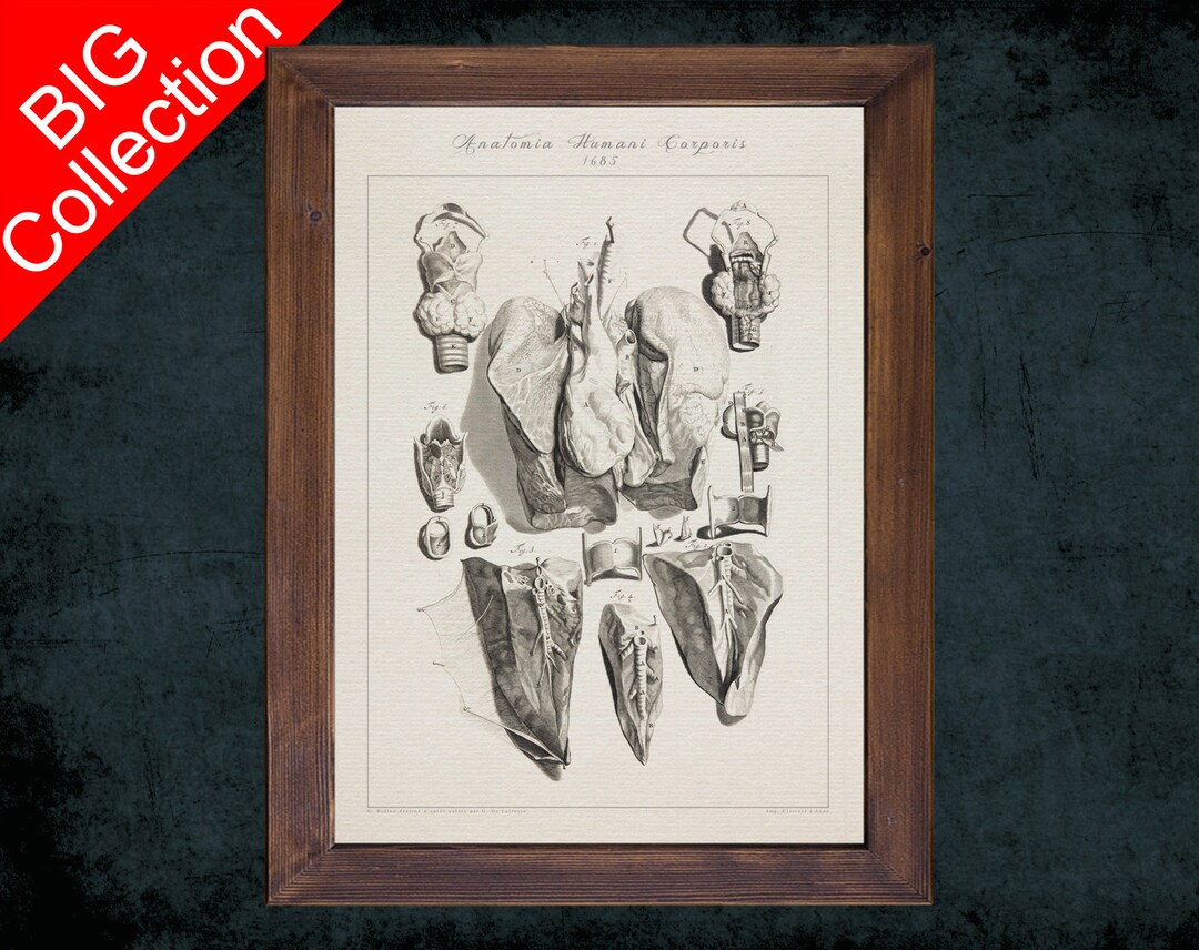 Human Anatomy Art Print LARYNX TRACHEA LUNG Anatomical Antique Sketch ...