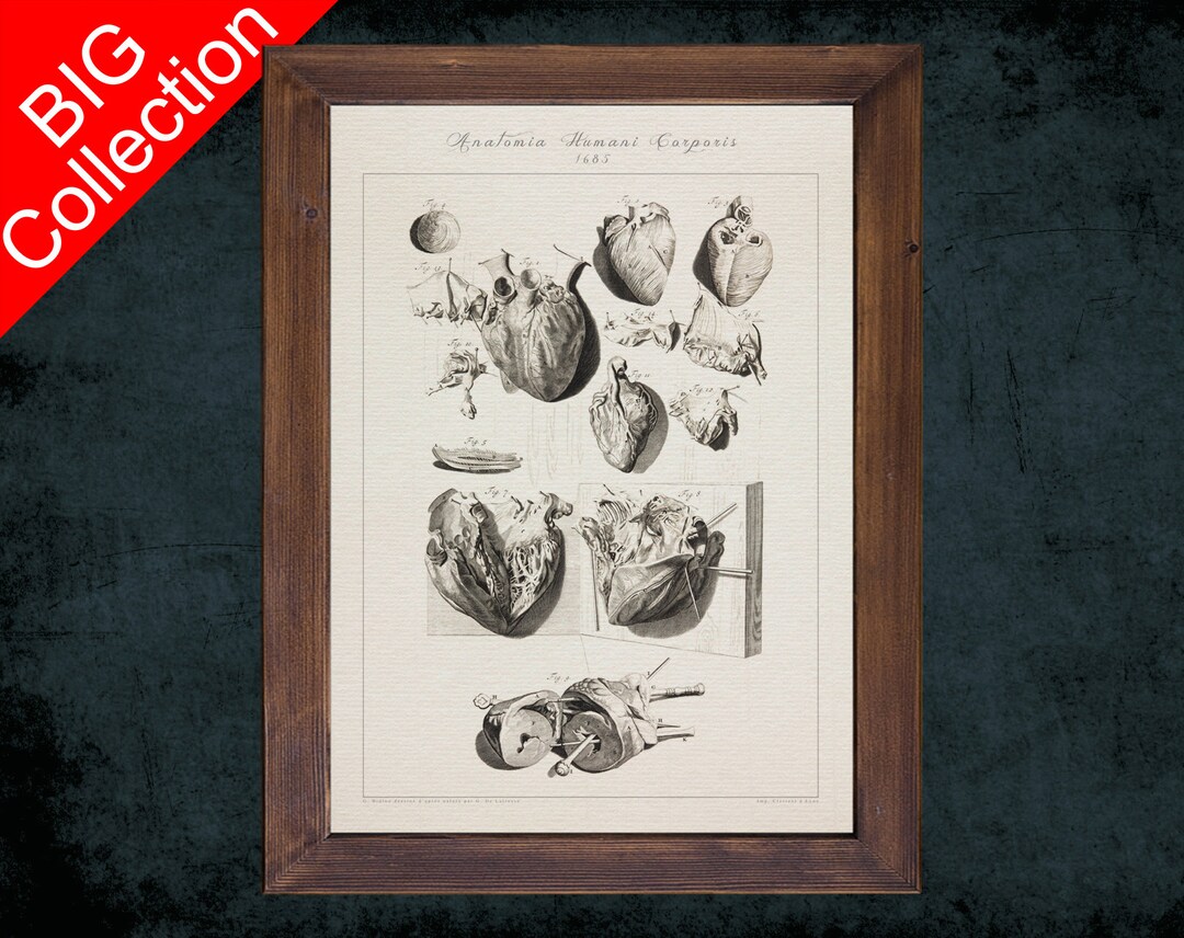 Human Anatomy Art Print HEART ATRIUM VENTRICLE Anatomical Antique ...