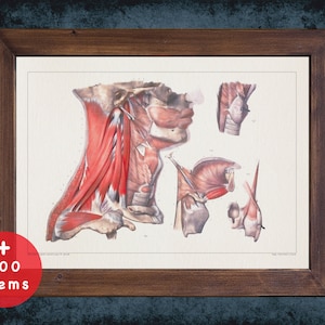 THROAT LARYNX TRACHEA anatomy art print for medical student graduate, Otolaryngologist and ent doctor gift office decor