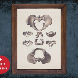 Vintage Pelvis Anatomy Art Print: Medical Decor Gift