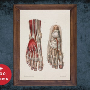 FOOT VEIN MUSCLE anatomy art print for medical student graduate, Podiatrist and Podiatry doctor gift office decor