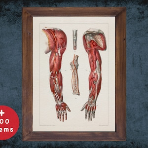 ARM SHOULDER MUSCLE anatomy art print for medical student graduate, Orthopedist and Orthopedic doctor gift office decor