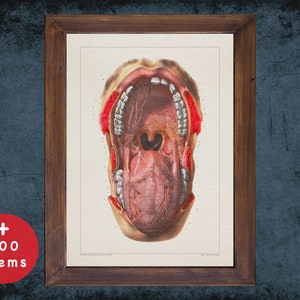 Vintage Mouth Anatomy Art Print: Otolaryngologist Gift