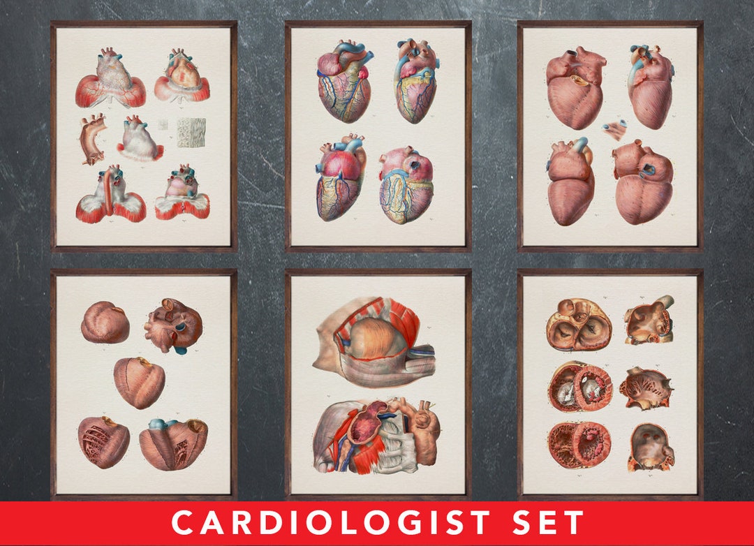 Anatomy Heart Print Set: Vintage Medical Illustration Art - Etsy