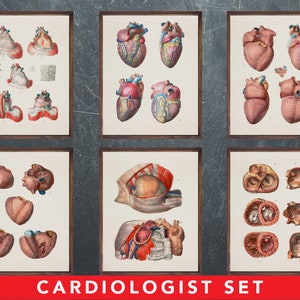Anatomie afdrukken, set van 6 posters, als cadeau voor cardioloog arts, cardiologie medische kantoor wanddecoratie kunst
