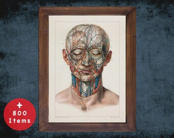 Vintage Carotid Vein Anatomy Art Print: Medical Decor