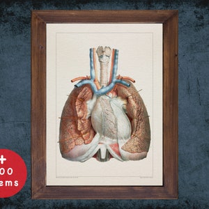 Può includere: Illustrazione anatomica vintage del cuore e dei polmoni umani. L'immagine è in una cornice di legno e presenta disegni dettagliati degli organi in tonalità di rosso, marrone e blu.