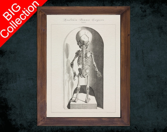 Het menselijk lichaam - anatomie poster skelet (Nederlands