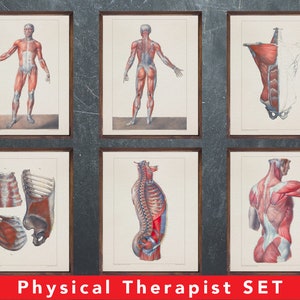 Anatomie afdrukken, set van 6 posters, cadeau voor fysiotherapeut arts, fysiotherapie medische kantoor wanddecoratie kunst