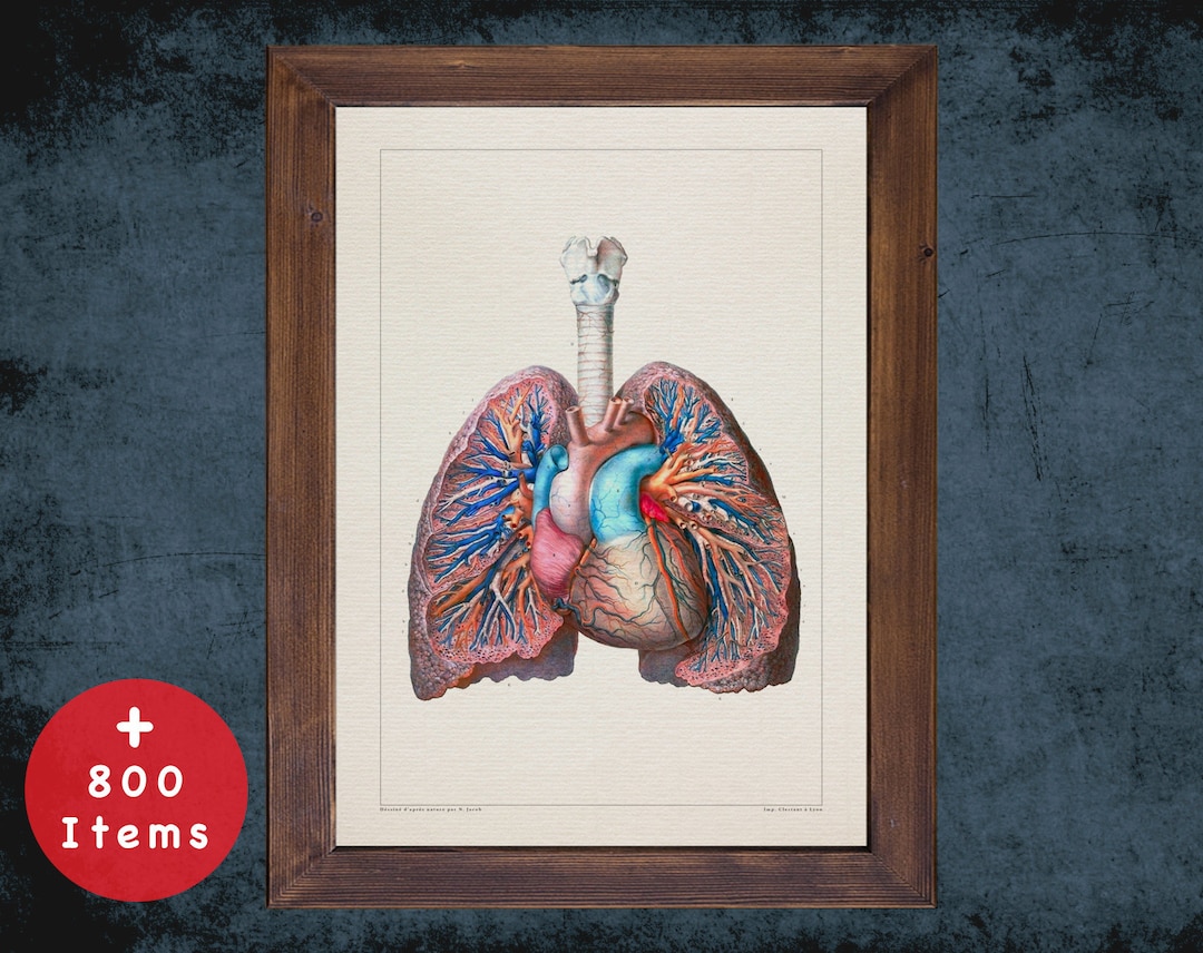 Vintage Anatomy Art Print: Lung, Heart, Trachea - Medical Decor - Etsy