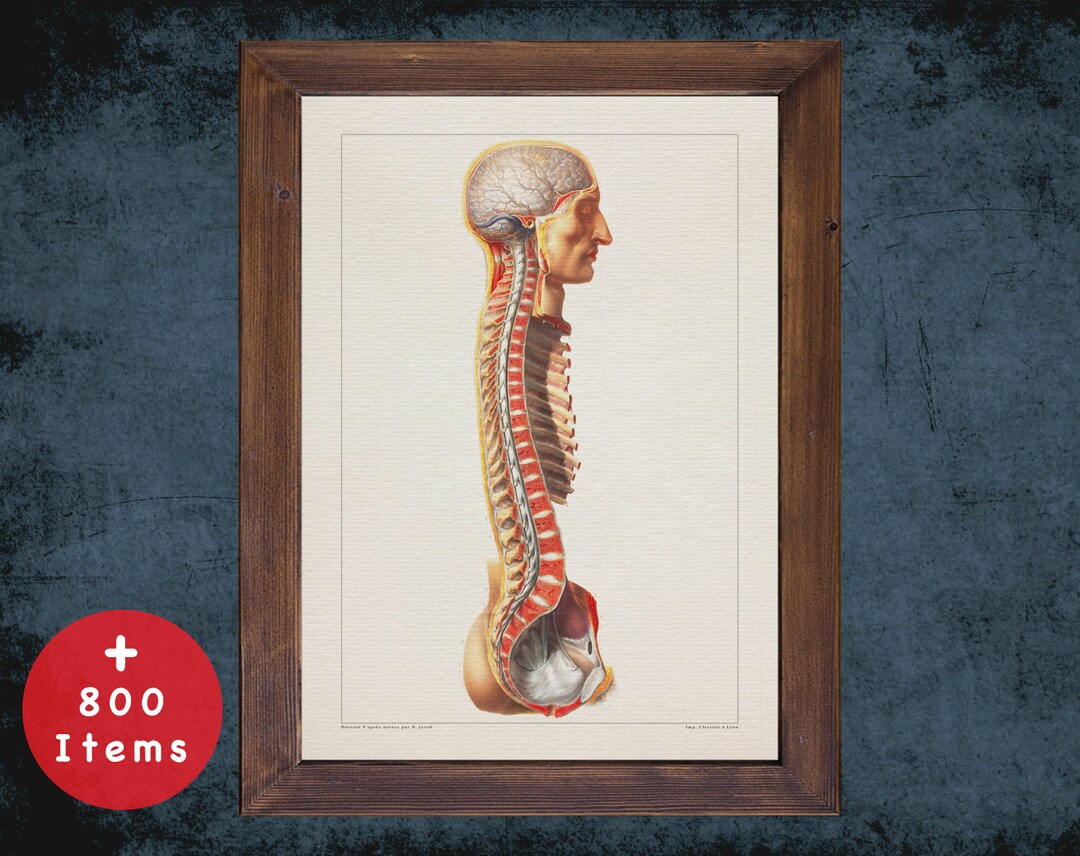 VERTEBRAE SPINAL CORD Anatomy Art Print for Medical Student Graduate ...