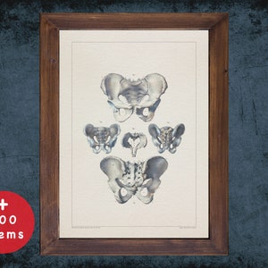 Pelvis Anatomy Art Print: Vintage Medical Illustration, Doctor Gift