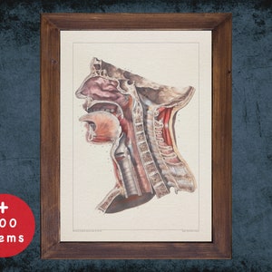 LARYNX SPINE TRACHEA anatomy art print for medical student graduate, Otolaryngologist and ent doctor gift office decor