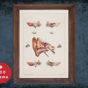 Vintage Ear Anatomy Art Print: Otolaryngology Decor