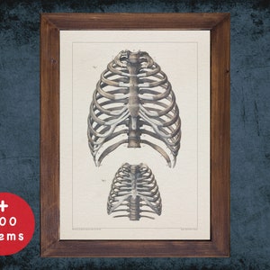 Lámina artística de anatomía de la caja torácica: decoración médica vintage
