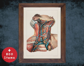 Vintage Carotid Artery Anatomy Art Print: Medical Decor