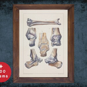 Knee Patella Ligament Anatomy Art Print: Vintage Medical Decor