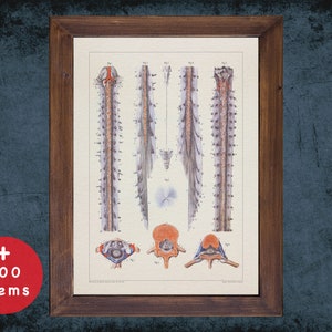Spine Anatomy Art Print: Vintage Medical Decor Gift