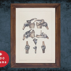 Vintage Anatomy Art Print: Scapula, Elbow, Humerus - Medical Decor