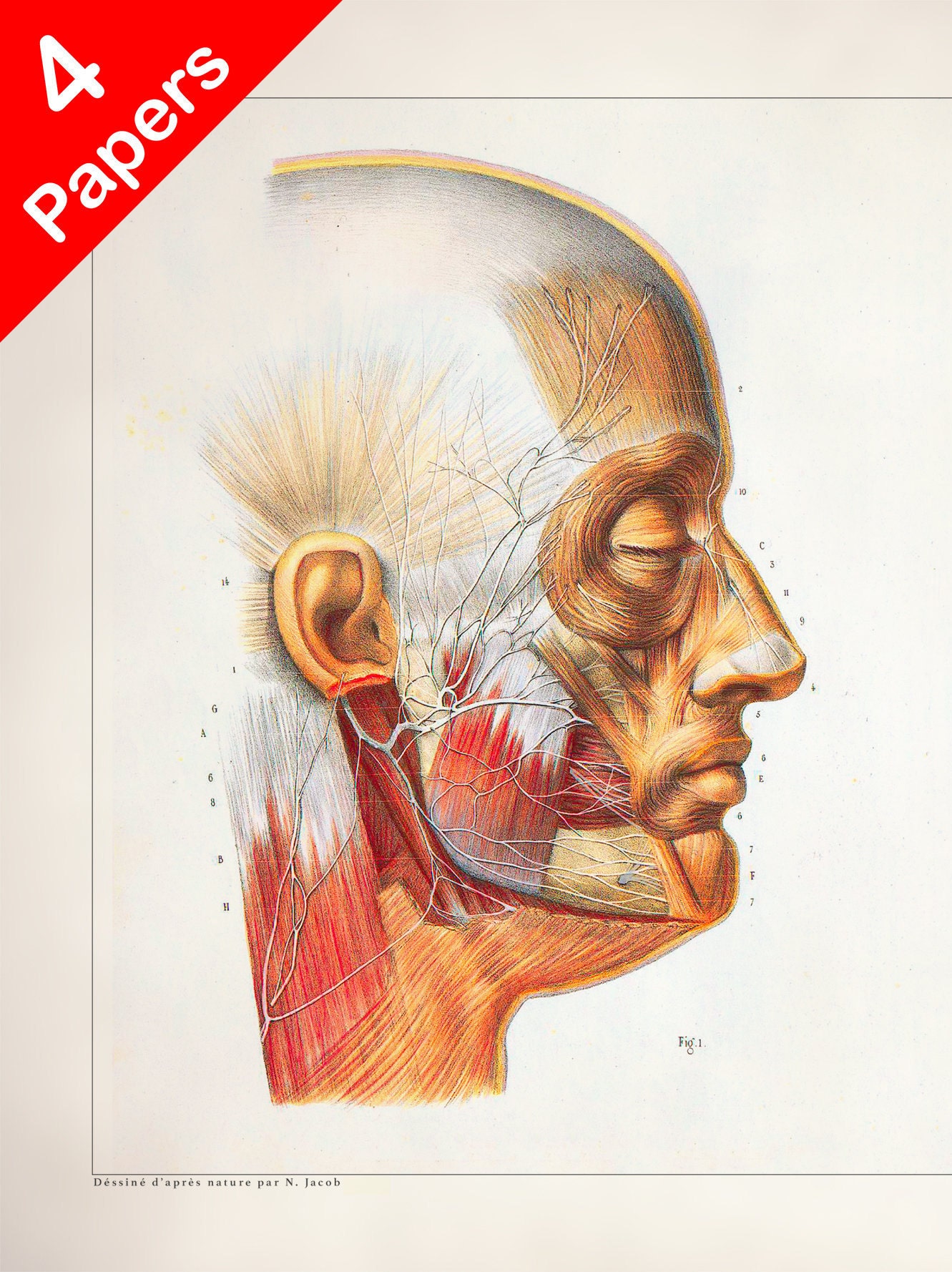 HEAD JAW NERVES anatomy art print for medical student Etsy 日本