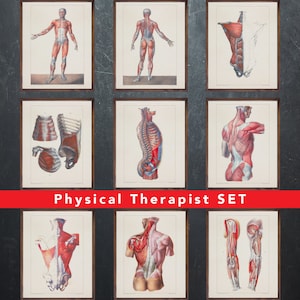 Anatomie afdrukken, instellen van 9 posters, cadeau voor fysiotherapeut arts, fysiotherapie medische kantoor wanddecoratie kunst