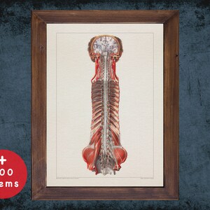 NERVES SYSTEM CENTRAL anatomy art print for medical student graduate, Neurologist and Neurology doctor gift office decor